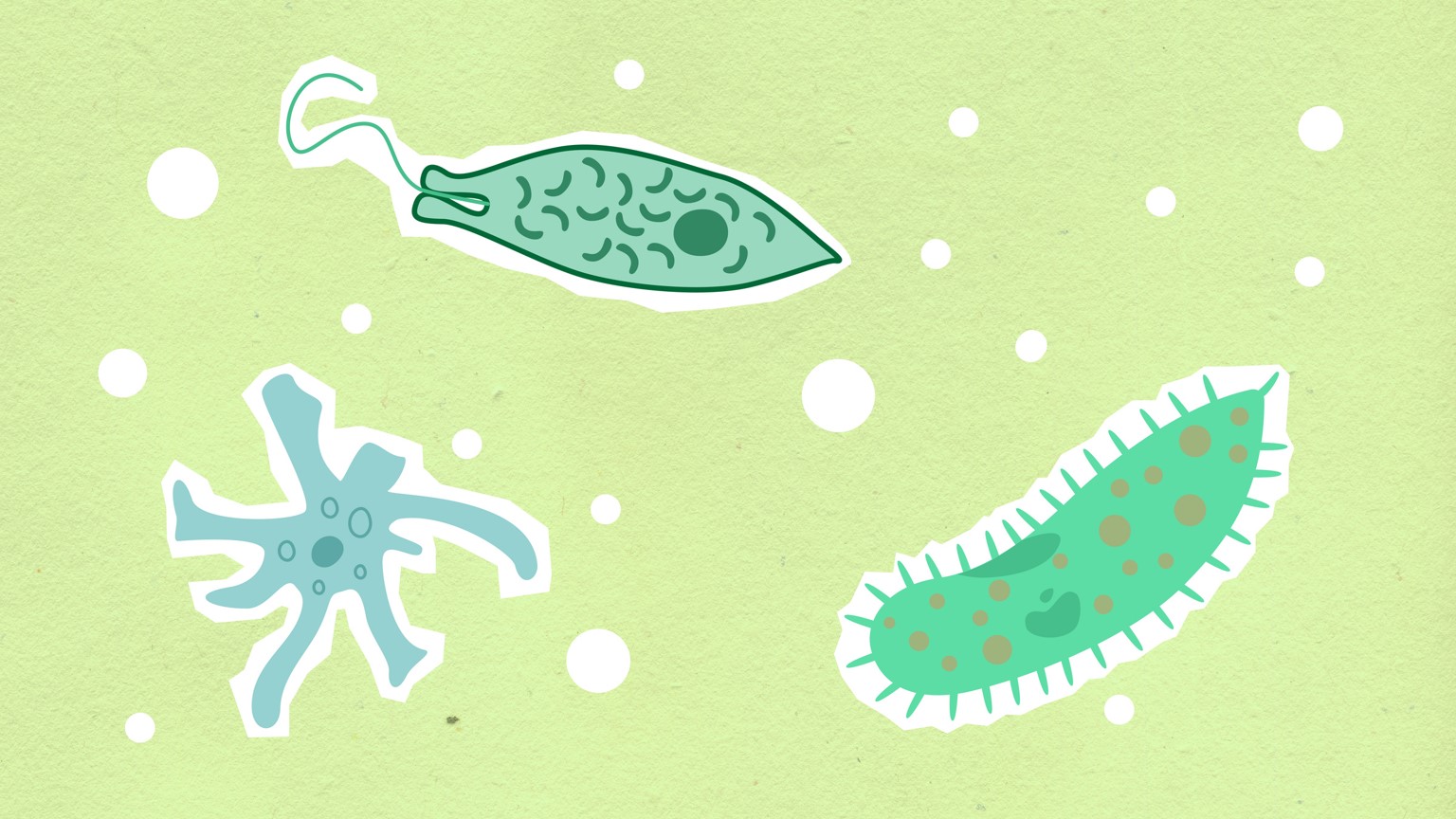 Illustration of 3 bacteria on a light green background with white dots