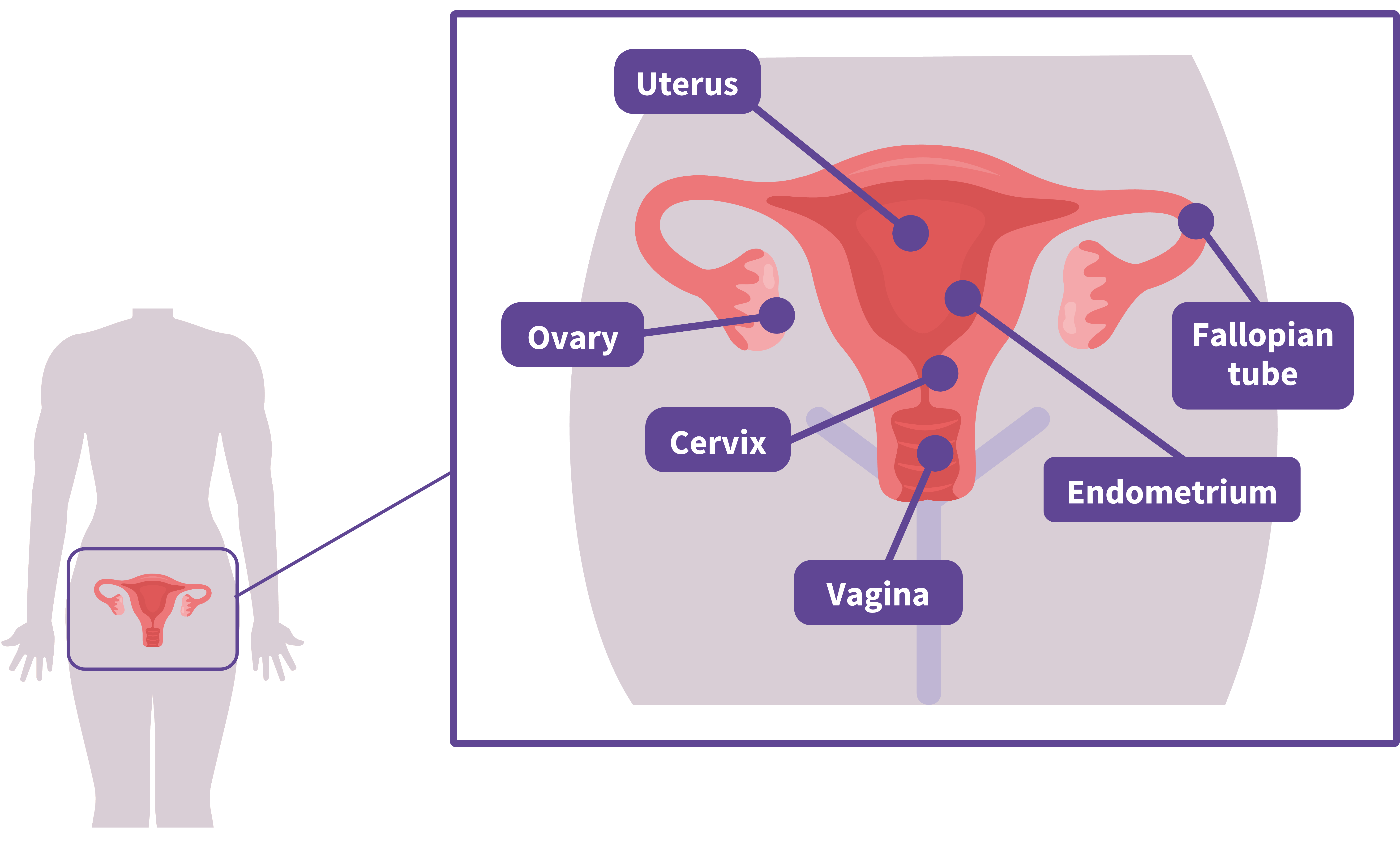 Diagram of reproductive organs